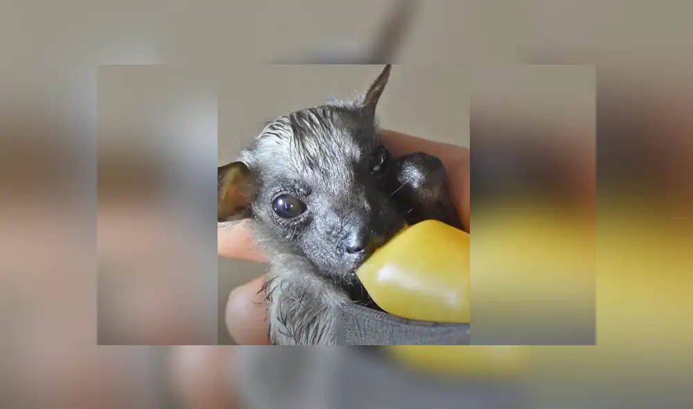 El pequeño animal fue criado por un grupo de rescatista al ser rechazado por su madre. Foto: El Dodo /  Facebook