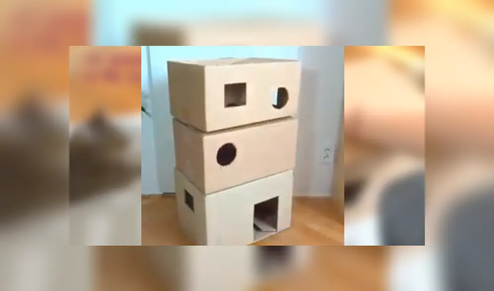 En Facebook, un joven utilizó cartón para fabricar una casa especial para su adorado gato y obtuvo un buen resultado. En Facebook, un joven utilizó cartón para fabricar una casa especial para su adorado gato y obtuvo un buen resultado.