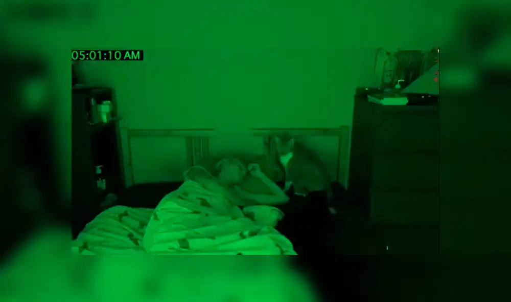 YouTube viral: mujer descubre lo que hacían sus gatos tras instalar una cámara escondida [VIDEO]