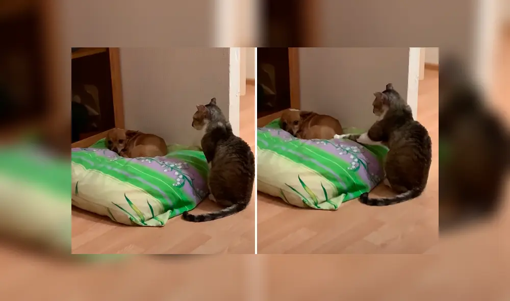 Desliza la imagen compartida en YouTube para verlas todas. Foto: ViralHog Desliza la imagen compartida en YouTube para verlas todas. Foto: ViralHog