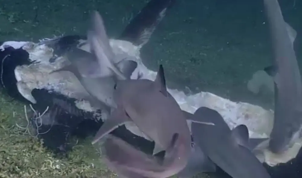 El impactante hecho sucedió en la costa de Carolina del Norte. Foto: Captura/Facebook/NOAA Office of Ocean Exploration and Research El impactante hecho sucedió en la costa de Carolina del Norte. Foto: Captura/Facebook/NOAA Office of Ocean Exploration and Research