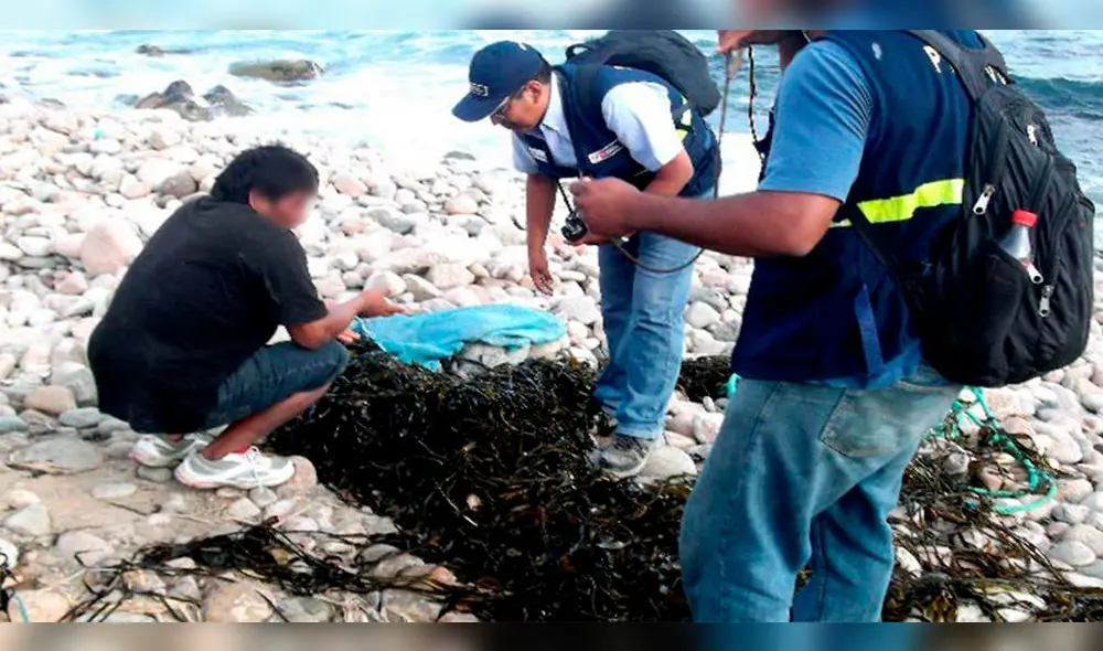 Decomisaron más de 9 toneladas de algas en Arequipa