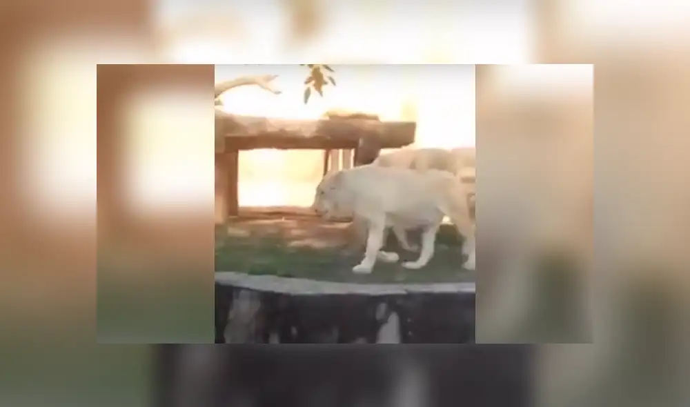 YouTube viral: ingeniosa madre usa gran truco para que su hijo no vea a dos leones en momento íntimo [VIDEO]