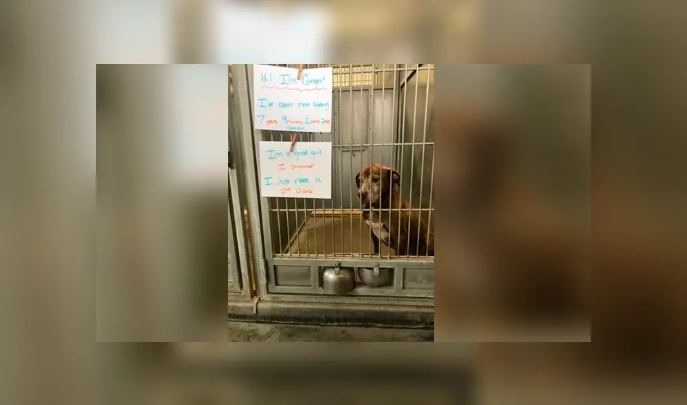 Desliza para ver todas las imágenes compartidas en Facebook. Foto: captura Desliza para ver todas las imágenes compartidas en Facebook. Foto: captura