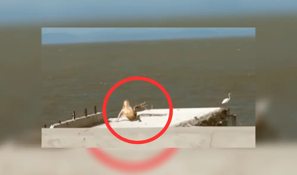 YouTube: ¿Sirena sal del mar y capta la atención de bañistas? Video aterra a todos YouTube: ¿Sirena sal del mar y capta la atención de bañistas? Video aterra a todos