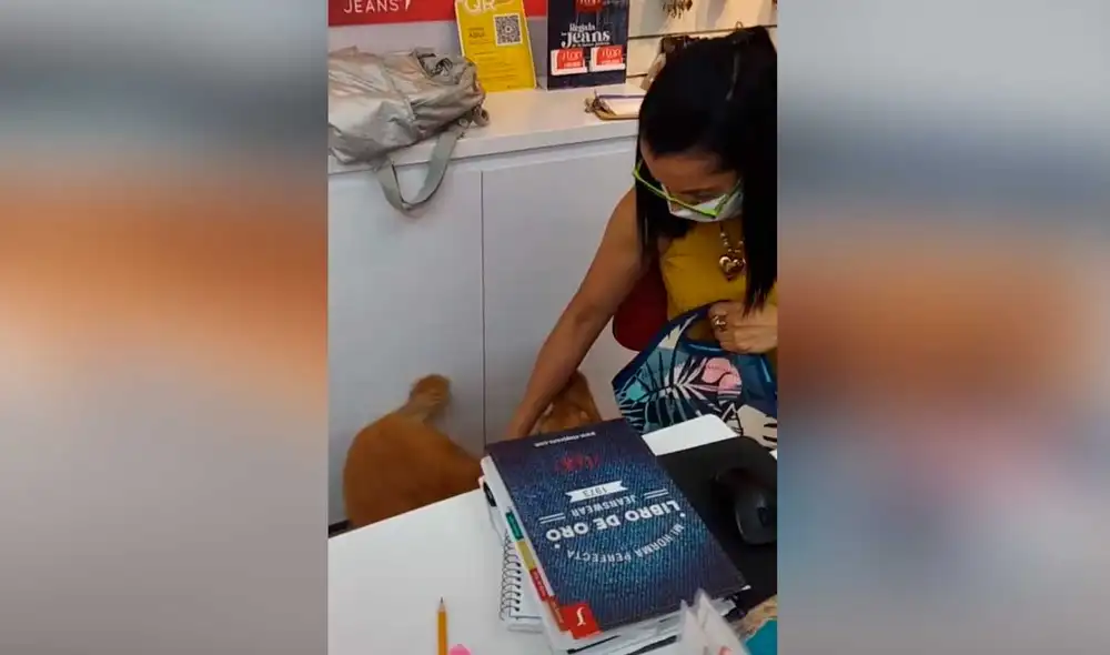 Desliza las imágenes para ver la curiosa forma en que esta perrita le llevó su comida a su dueña. Foto: captura de TikTok/andrespresiga1