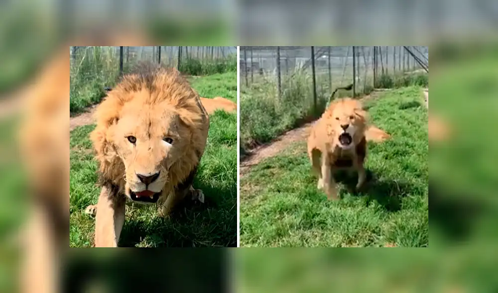 El video viral de Facebook registró el momento en que un enfurecido león atacó a su amo.