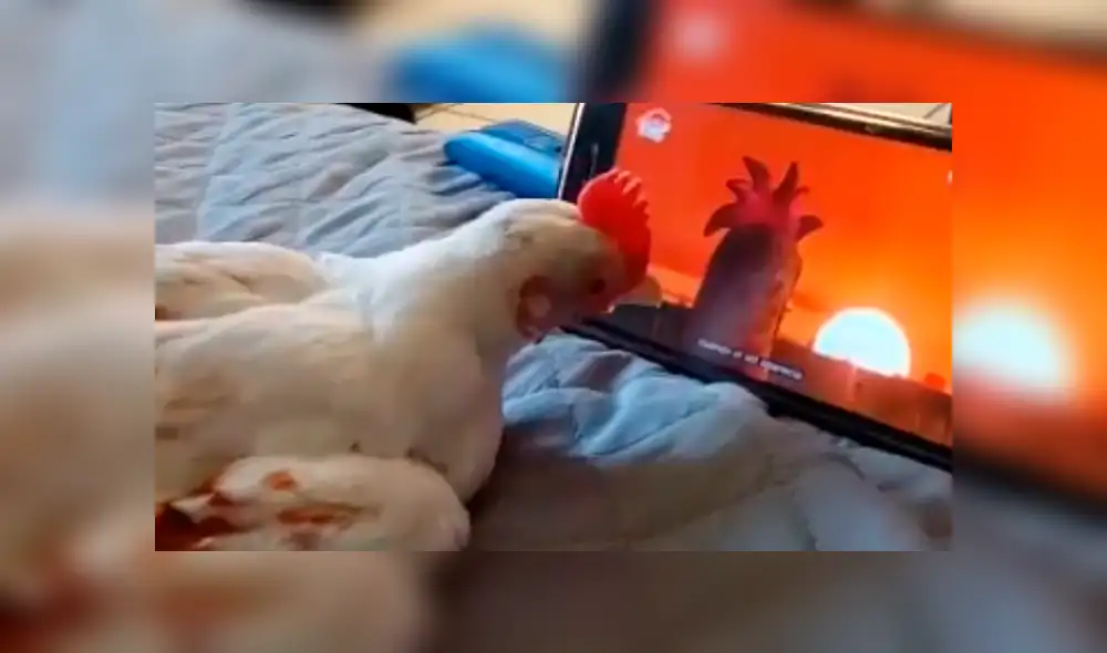 Facebook viral: Ingresa al cuarto de su hijo y lo pilla viendo caricaturas con su gallina [VIDEO]