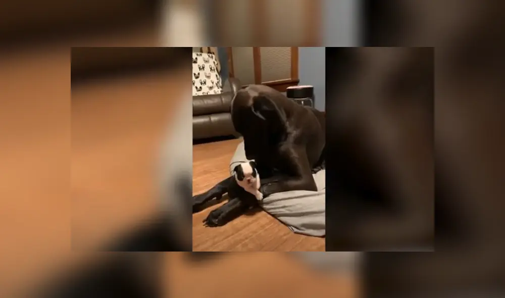 Desliza hacia la izquierda para ver las imágenes del viral de YouTube. Foto: Captura. Desliza hacia la izquierda para ver las imágenes del viral de YouTube. Foto: Captura.