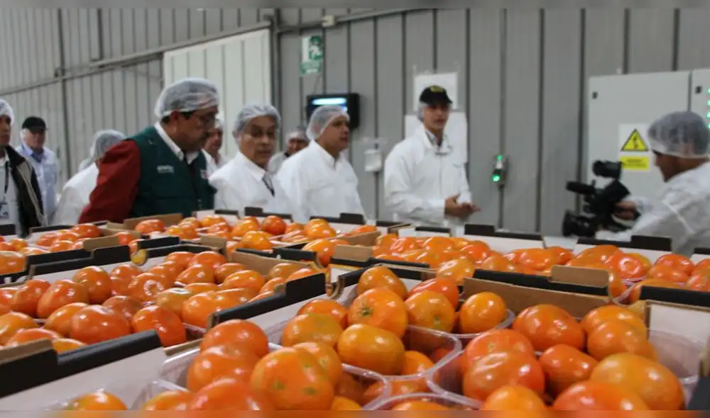 Japón abre sus puertas a la mandarina peruana Japón abre sus puertas a la mandarina peruana