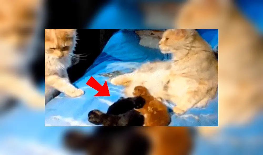 Facebook: Gata infiel es descubierta por su pareja y ocurre lo impensado 