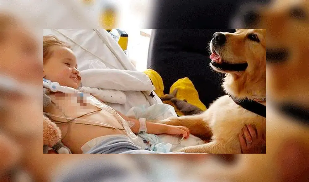 Niño en cuidados intensivos reaccionó tras ser saludado por un perro