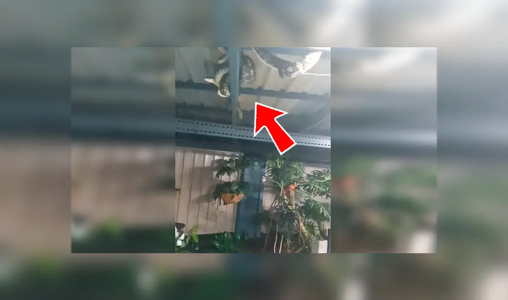 En Facebook, una mujer quedó espantada al encontrar tres enormes pitones en el techo de su patio.