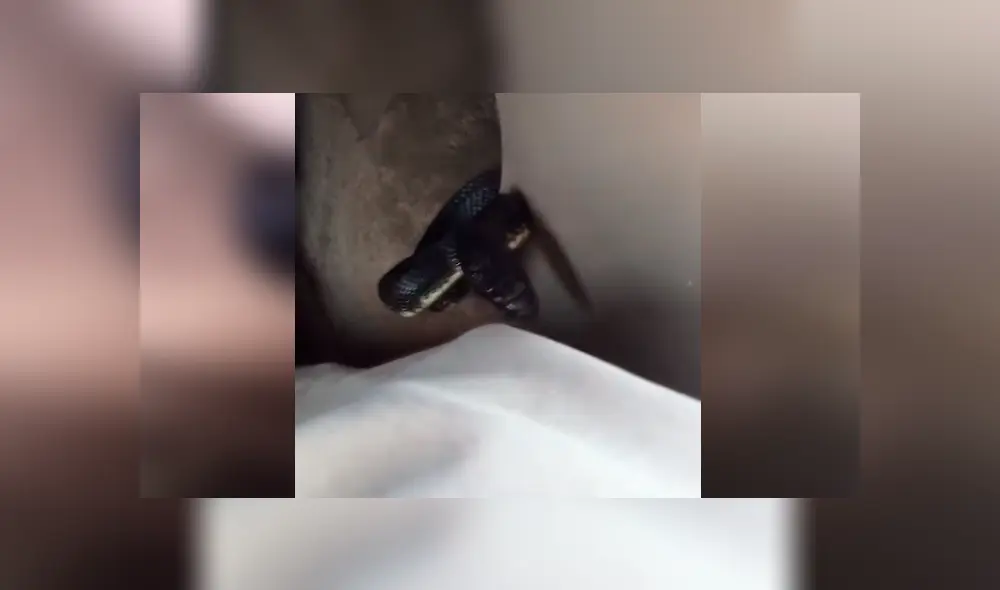 Un hombre se llevó el susto de su vida al hallar una mortal criatura al interior de su auto.