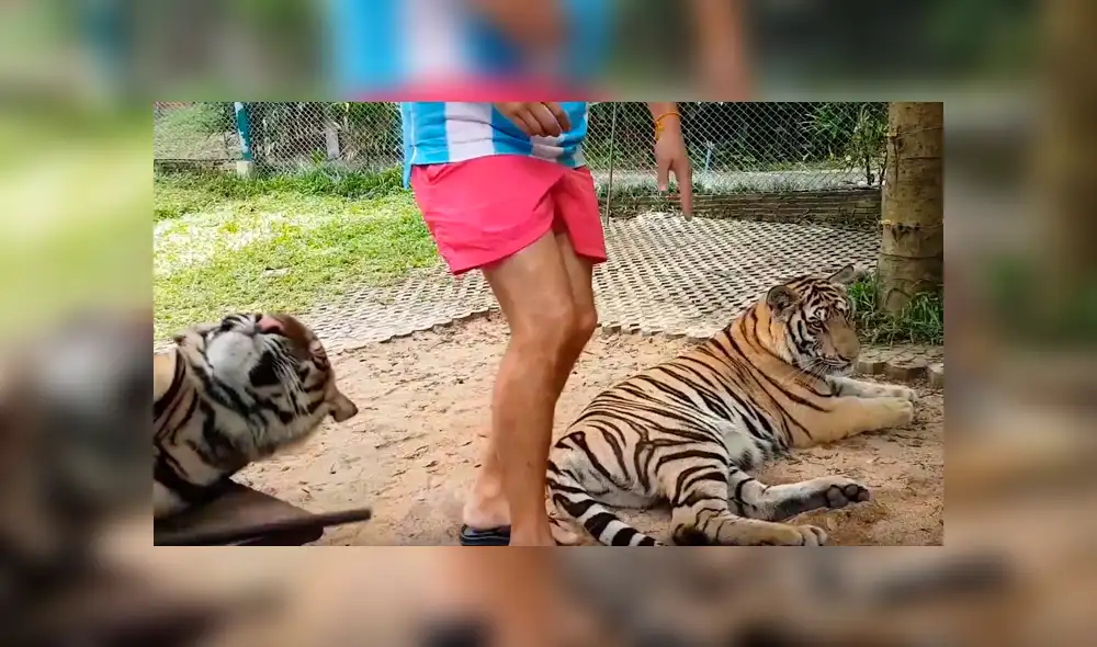 Facebook viral: tigre muerde glúteo de turista que se metió a su jaula [VIDEO]