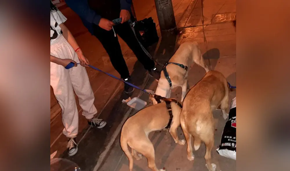 Desliza hacia la izquierda para ver más imágenes de estos perritos que fueron rescatados. Foto: Facebook Desliza hacia la izquierda para ver más imágenes de estos perritos que fueron rescatados. Foto: Facebook