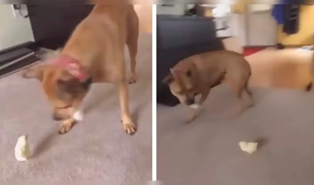 Youtube: Pollito asusta a un enorme perro y video sorprende a miles