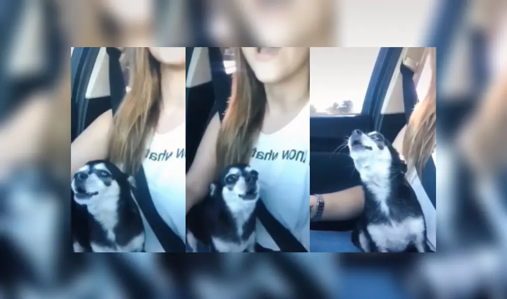 Desliza hacia la izquierda para ver más imágenes del cachorro 'estrella' de Facebook.