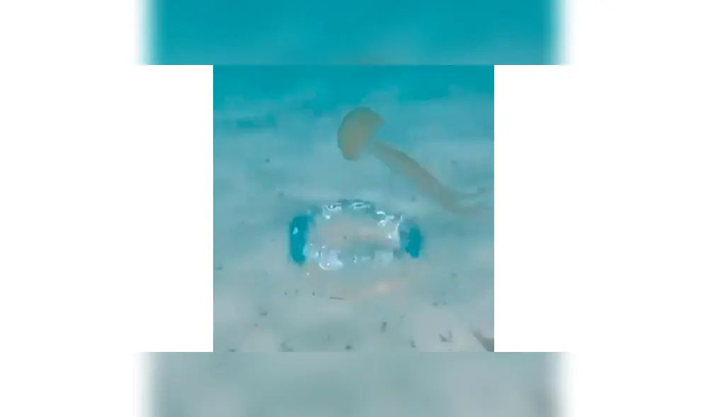 Joven lanza una burbuja hacia una medusa y la respuesta del animal desconcierta en redes [VIDEO]