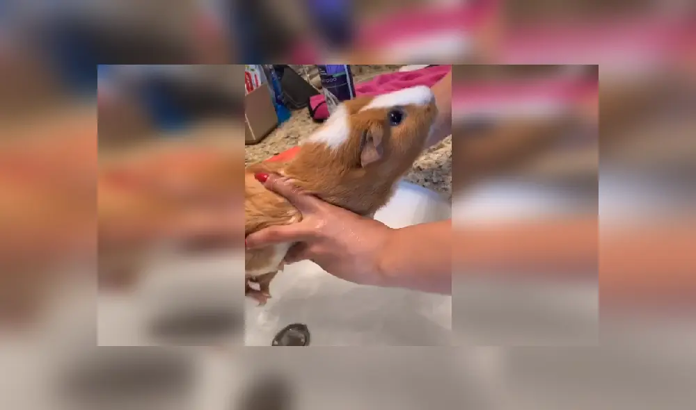 Desliza las imágenes para ver más detalles de esta escena que es viral en TikTok. Desliza las imágenes para ver más detalles de esta escena que es viral en TikTok.