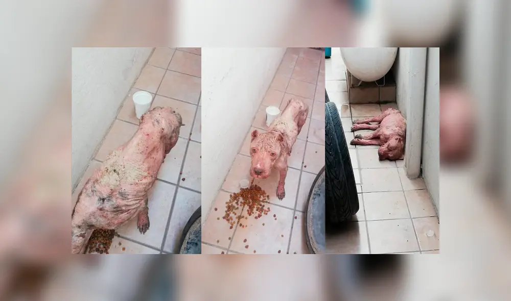 Desliza para ver el cambio que sufrió este perro que se volvió famoso en Facebook. Foto: Captura.