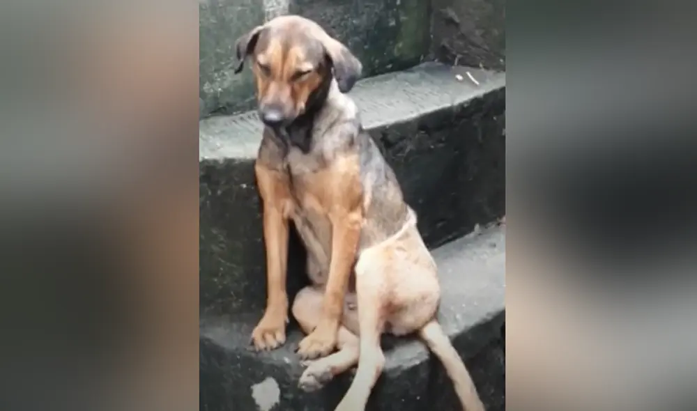 Desliza hacia la izquierda para ver las imágenes del video viral. Foto: captura de Facebook.