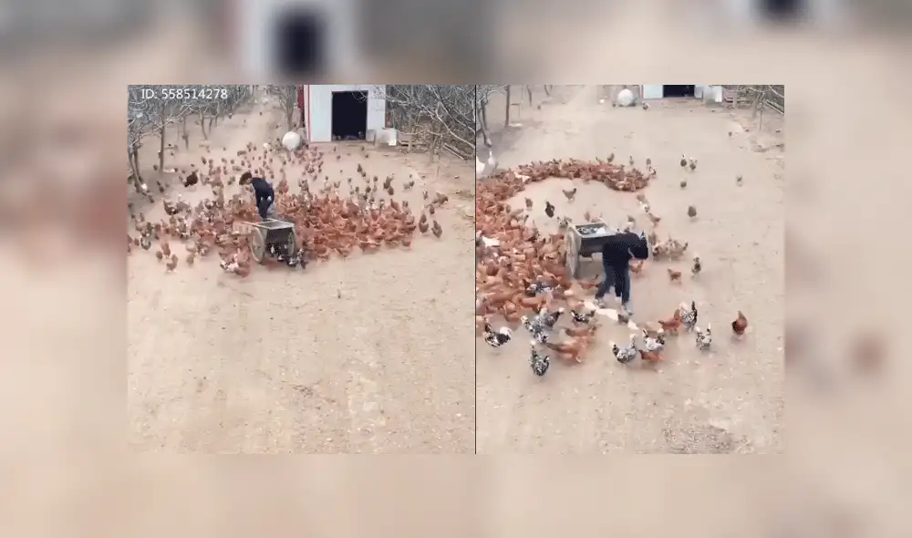 Facebook viral: romántico granjero usa cientos de gallinas para declararle su amor a una mujer [VIDEO]