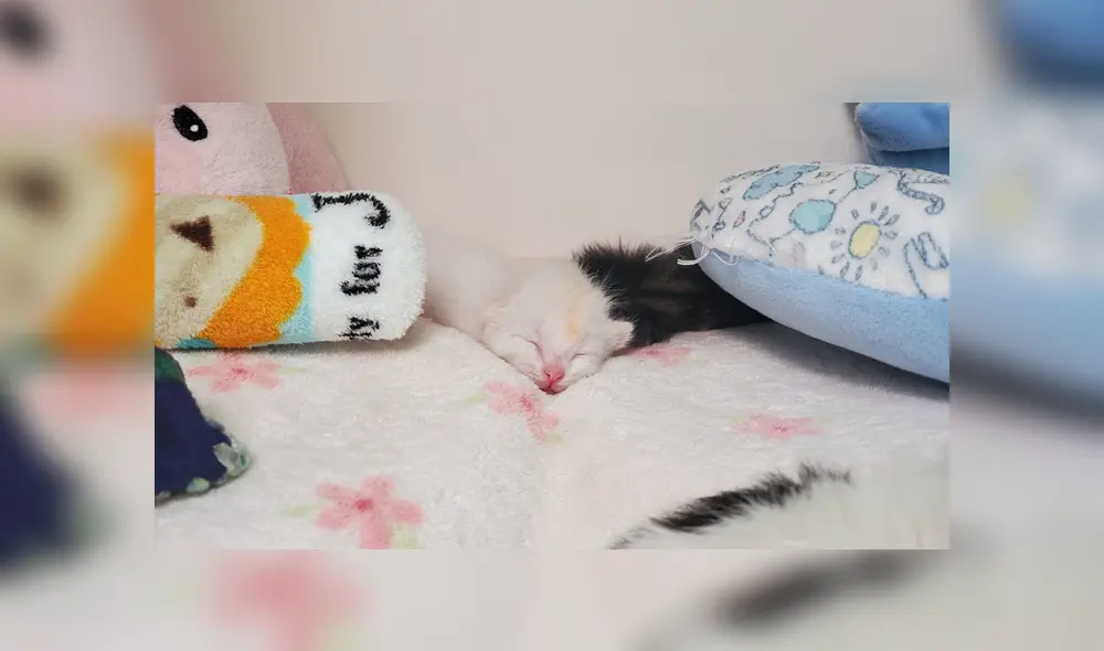 El pequeño gato no podía usar bien su patas traseras, por lo que tuvieron que crear unas férulas para ayudarlo. Foto: Arizona Humane Society