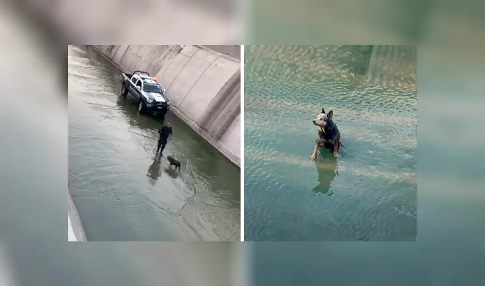 Desliza las imágenes hacia la izquierda para conocer la valerosa acción de un policía para salvar a un perro. Desliza las imágenes hacia la izquierda para conocer la valerosa acción de un policía para salvar a un perro.