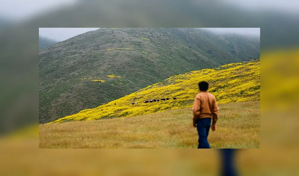 Lomas Cachendo. Zona fue declarada como un ecosistema frágil. Temen que sea afectado por operaciones de Tía María.