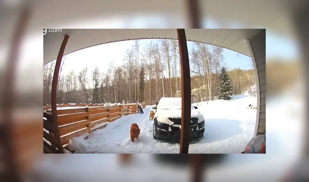 Desliza hacia la izquierda para ver el enfrentamiento entre los animales. Imágenes virales de Facebook.