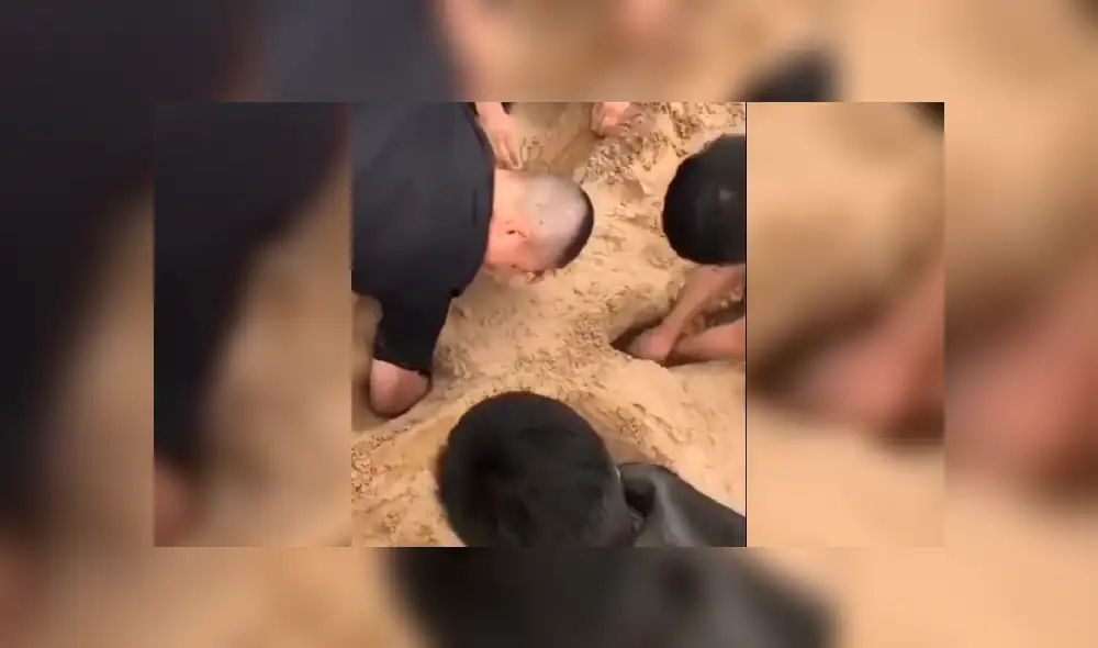 La tierna acción del cachorro por ayudar e integrarse al grupo sorprendió a miles. Foto: captura