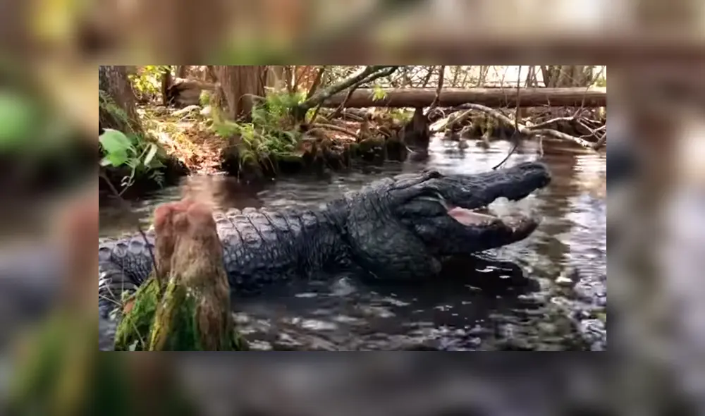 Desliza para ver el encuentro que tuvo un hombre con gigantescos cocodrilos  ha causado pánico en miles de usuarios de YouTube.