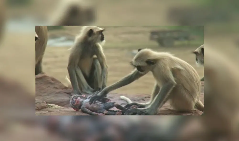 Desliza para enterarte qué sucede cuando ponen un mono robot en medio de un grupo de primates. Foto: Captura