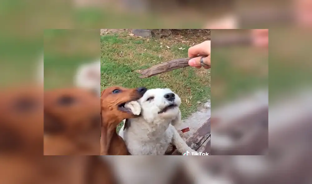En Tik Tok, un perro no toleró que su dueño le haga jugar al nuevo integrante de su familia y buscó venganza.