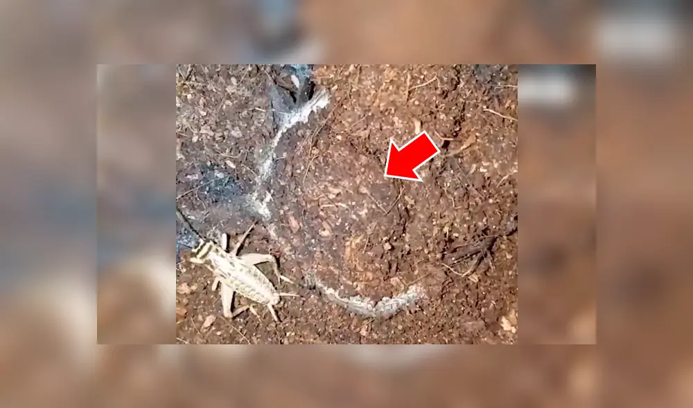 Misteriosa criatura aparece y devora a enorme grillo de un solo bocado  [VIDEO] 