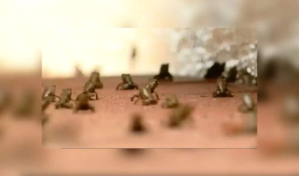 Miles de diminutos sapos venenosos invaden barrio en Florida [VIDEO]