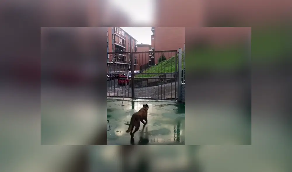 Desliza las imágenes hacia la izquierda para descubrir el truco que realizó un perro para escapar de su casa. Desliza las imágenes hacia la izquierda para descubrir el truco que realizó un perro para escapar de su casa.
