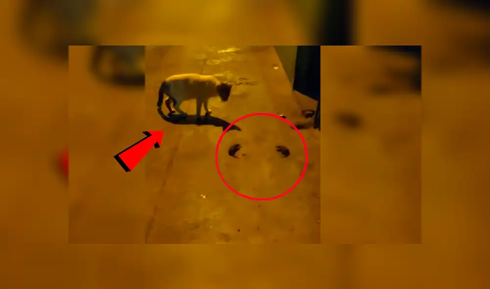 Youtube viral: Gato quiere atrapar a dos ratones, pero peculiar conducta de estos lo desconcierta [VIDEO]