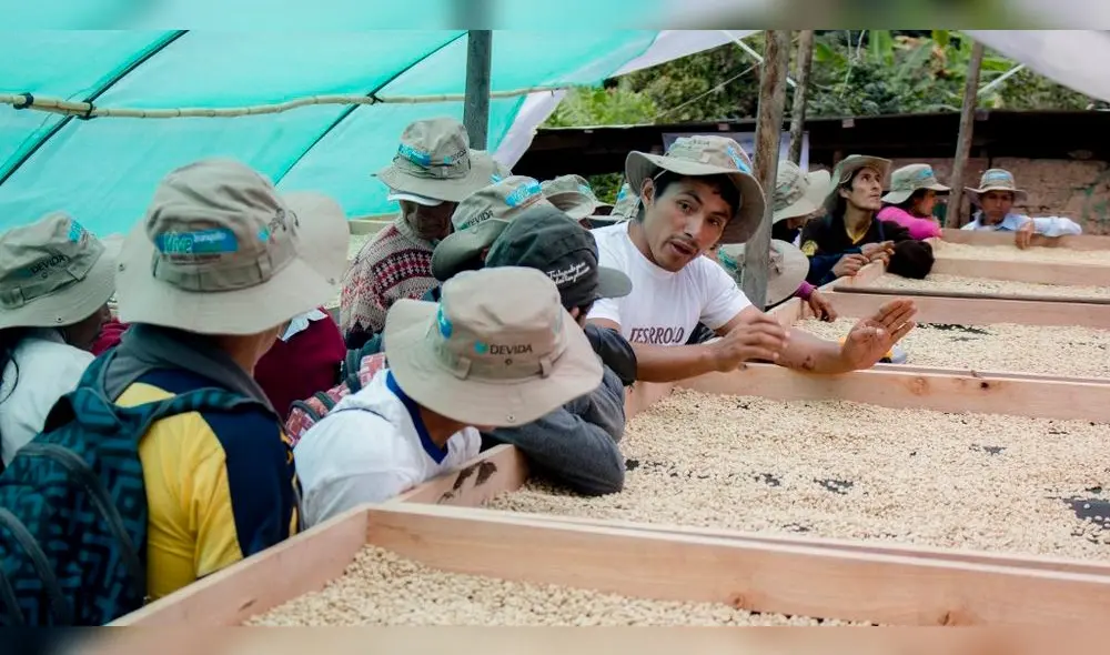 Capacitaron a cientos productores de café en Cusco para mejorar sus cultivos
