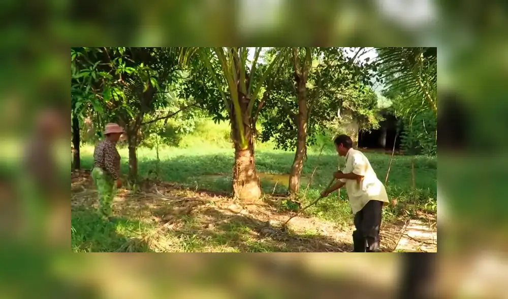 YouTube viral: graban a anaconda a punto de comerse un perro, pero dos 'ángeles' lo rescatan [VIDEO]