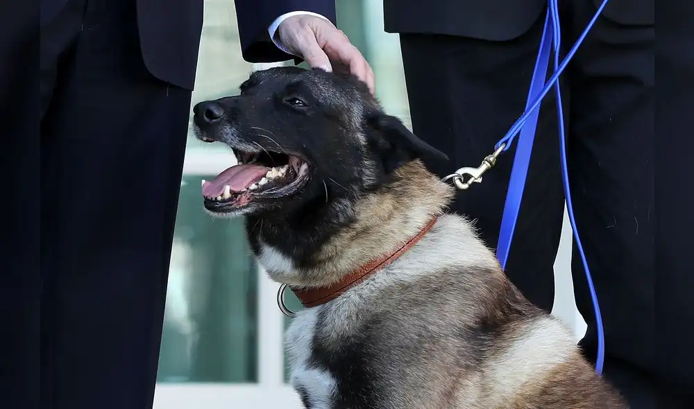 Trump presenta a Conan, el "increíble" perro herido en la redada en que murió Bagdadi. Foto: AFP. Trump presenta a Conan, el "increíble" perro herido en la redada en que murió Bagdadi. Foto: AFP.