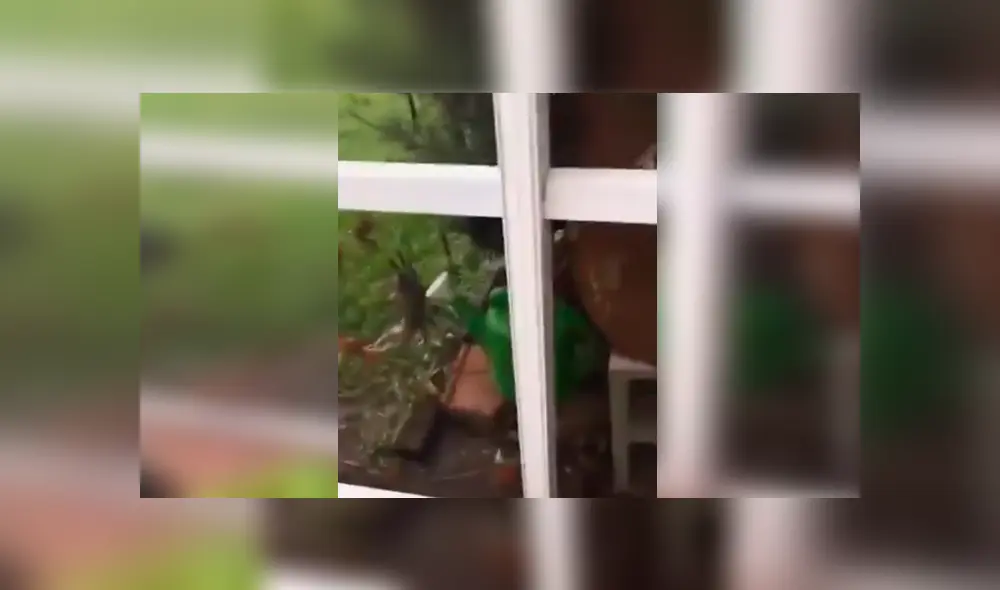 Misteriosas criaturas invaden el jardín de un joven de Estados Unidos. Misteriosas criaturas invaden el jardín de un joven de Estados Unidos.