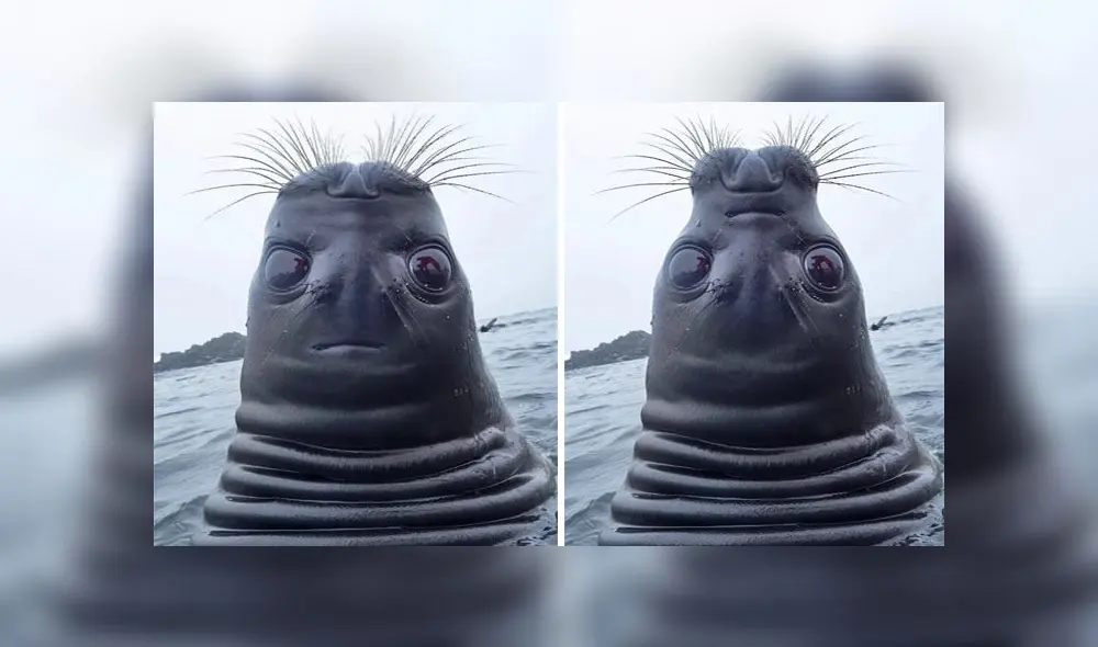 Desliza para descubrir por qué los 'tuiteros' no pueden dejar de reír ante foto de una foca mirando hacia arriba. Foto: Captura. Desliza para descubrir por qué los 'tuiteros' no pueden dejar de reír ante foto de una foca mirando hacia arriba. Foto: Captura.