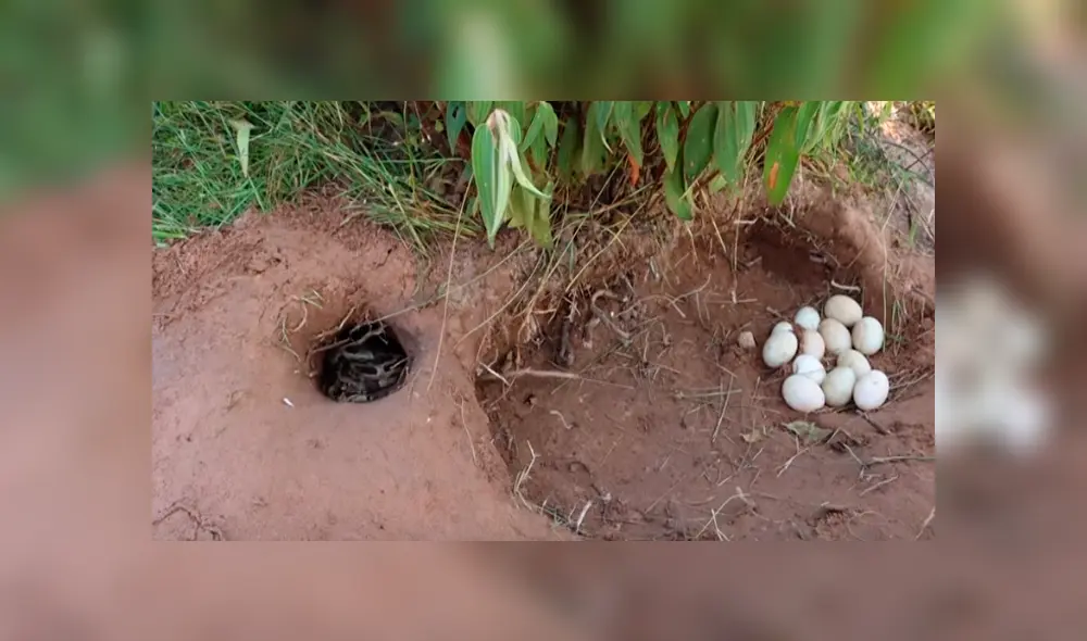 Desliza hacia la izquierda para ver el inesperado hallazgo que se volvió viral en YouTube.