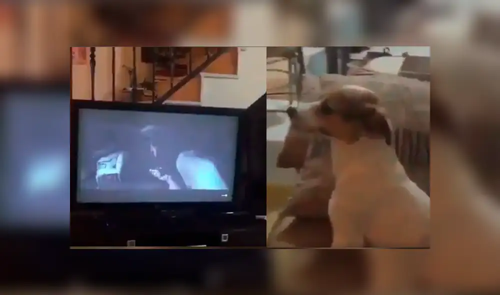 Dueña del can no dudó en grabar la insólita conducta de su mascota mientras veía la película de terror con ella. Dueña del can no dudó en grabar la insólita conducta de su mascota mientras veía la película de terror con ella.