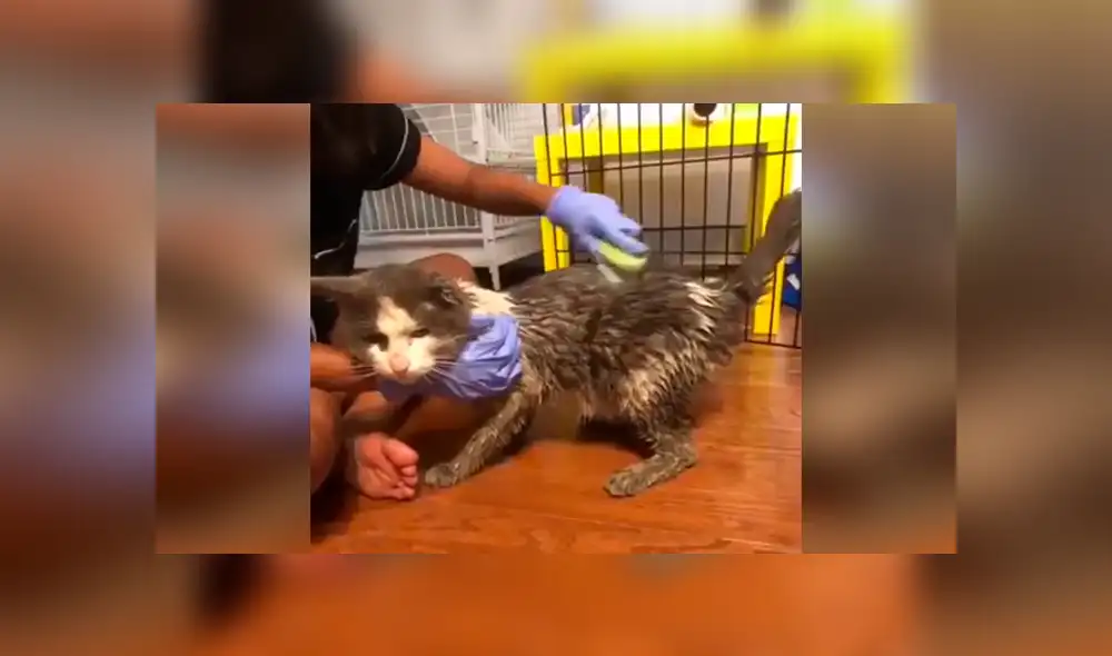 Desliza las imágenes para conocer la conmovedora historia de un gato que fue rescatado de la calle. Foto: Captura. Desliza las imágenes para conocer la conmovedora historia de un gato que fue rescatado de la calle. Foto: Captura.