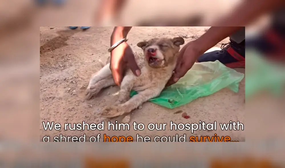 Desliza hacia la izquierda para ver el conmovedor hallazgo del perro que se hizo viral en YouTube. Desliza hacia la izquierda para ver el conmovedor hallazgo del perro que se hizo viral en YouTube.