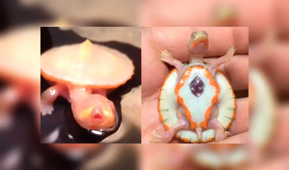 Instagram: tortuga bebé nace con el corazón expuesto y enamora a miles por sus latidos [VIDEO]