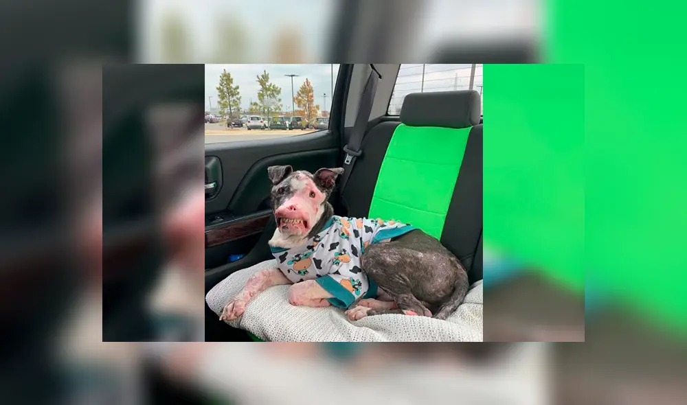 Perro con enfermedad autoinmune demuestra que la belleza interior sí existe [FOTOS]